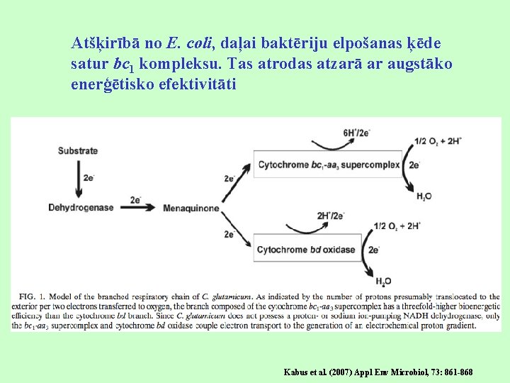 Atšķirībā no E. coli, daļai baktēriju elpošanas ķēde satur bc 1 kompleksu. Tas atrodas