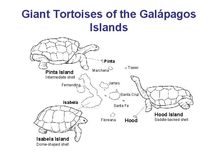 Giant Tortoises of the Galápagos Islands Section 15 -1 Pinta Island Tower Marchena Intermediate