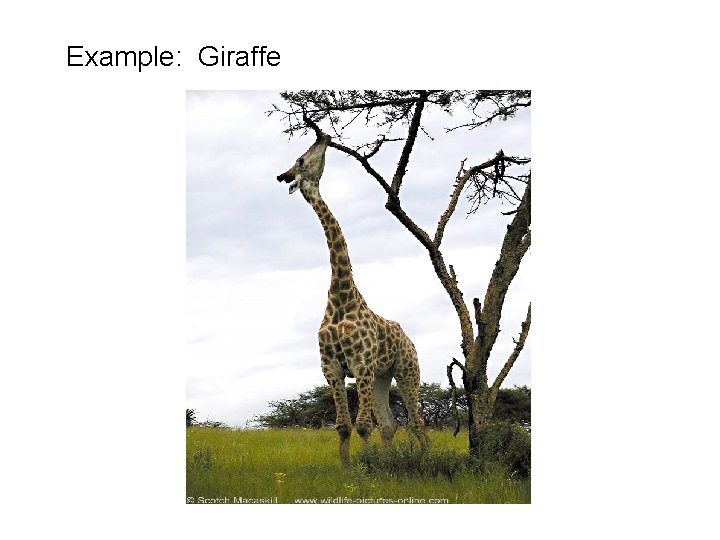 Example: Giraffe 