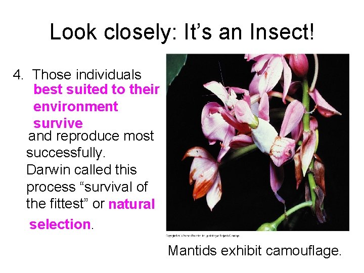 Look closely: It’s an Insect! 4. Those individuals best suited to their environment survive