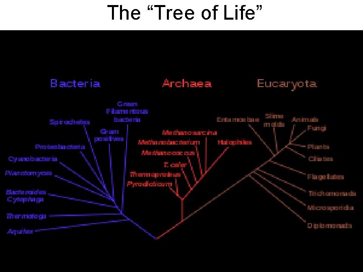 The “Tree of Life” 