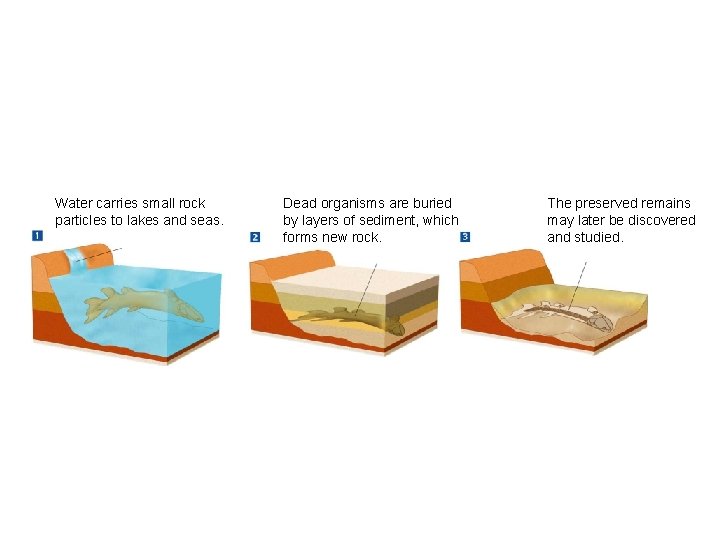 Figure 17 -2 Formation of a Fossil Section 17 -1 Water carries small rock