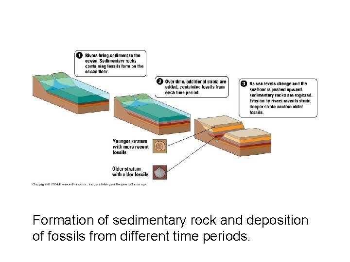 Formation of sedimentary rock and deposition of fossils from different time periods. 