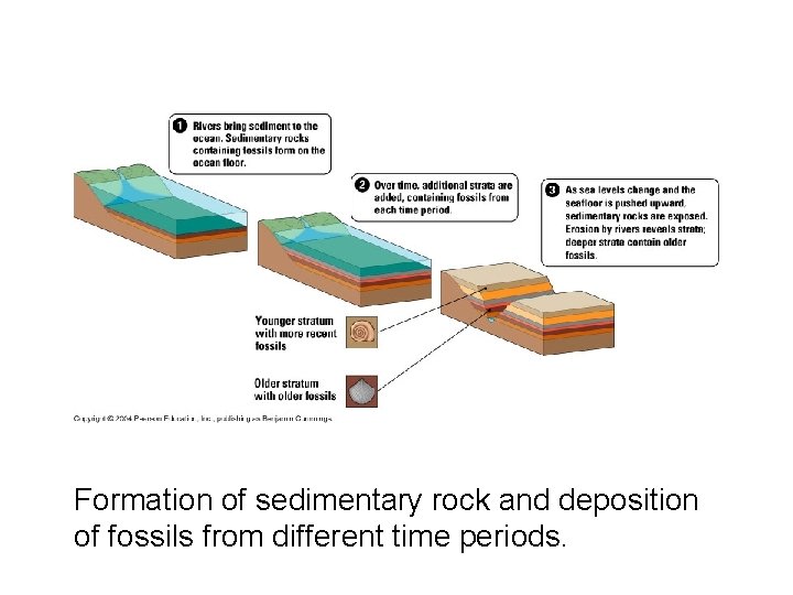 Formation of sedimentary rock and deposition of fossils from different time periods. 