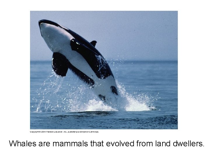 Whales are mammals that evolved from land dwellers. 