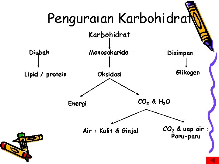 Penguraian Karbohidrat Diubah Monosakarida Lipid / protein Disimpan Glikogen Oksidasi Energi CO 2 &