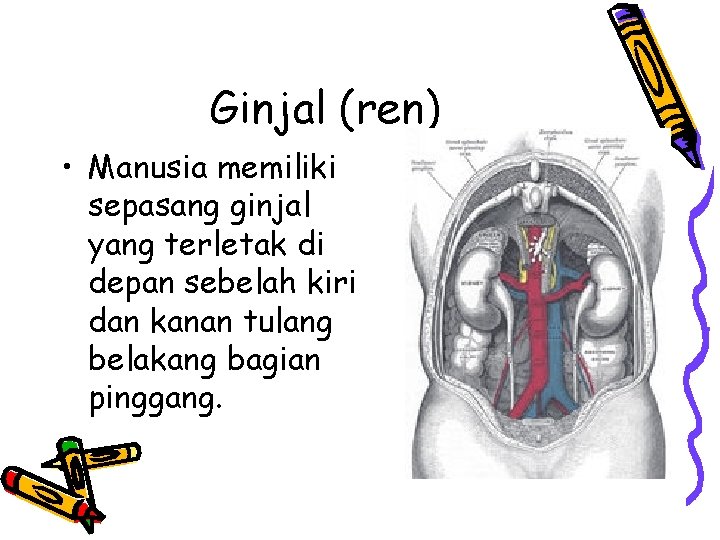 Ginjal (ren) • Manusia memiliki sepasang ginjal yang terletak di depan sebelah kiri dan