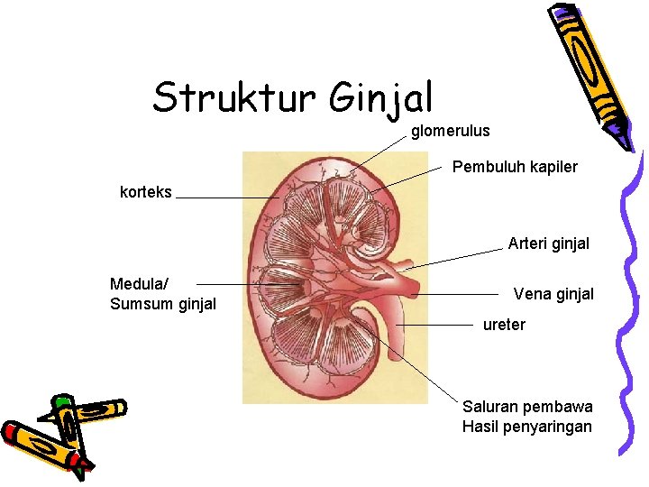 Struktur Ginjal glomerulus Pembuluh kapiler korteks Arteri ginjal Medula/ Sumsum ginjal Vena ginjal ureter