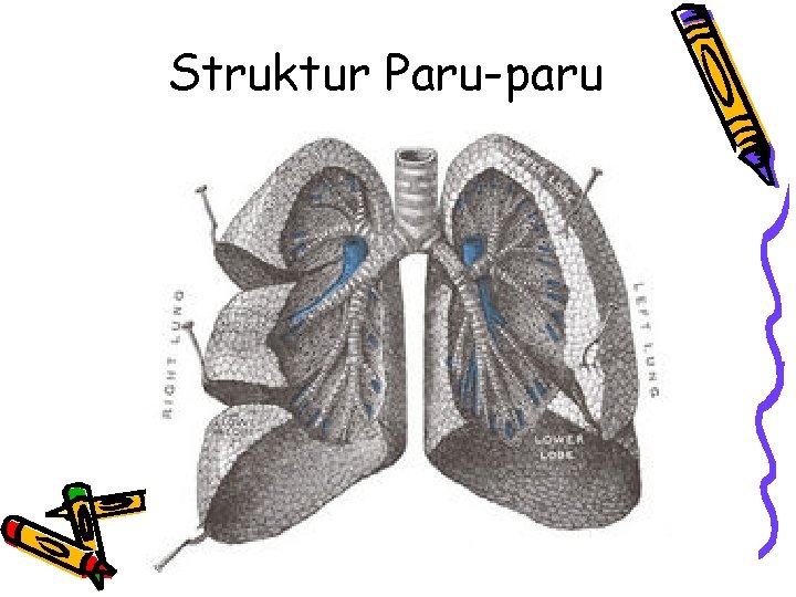 Struktur Paru-paru 