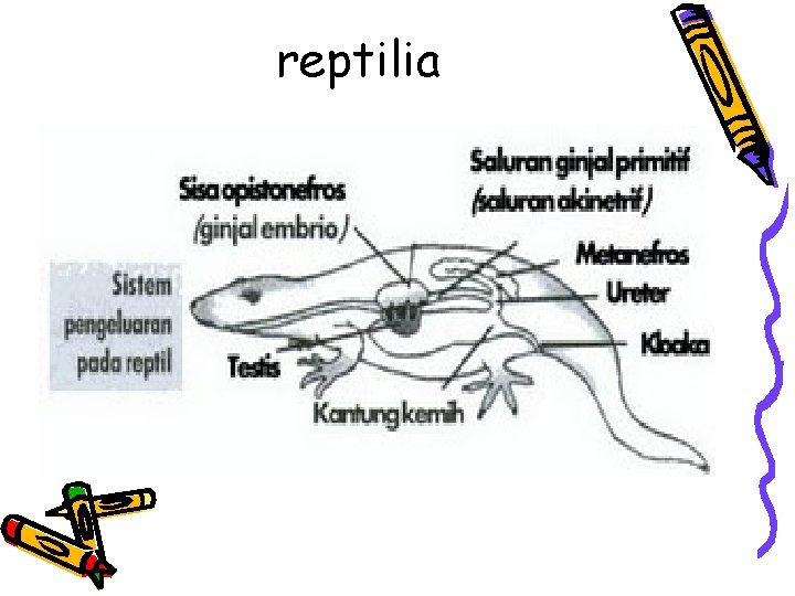 reptilia 