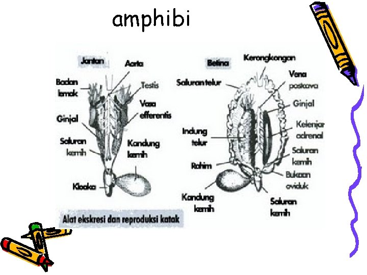 amphibi 