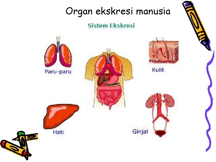 Organ ekskresi manusia 