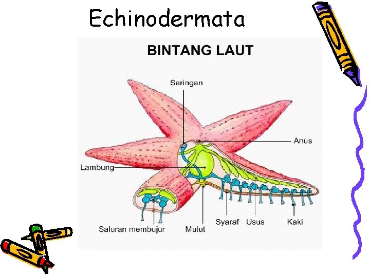 Echinodermata 