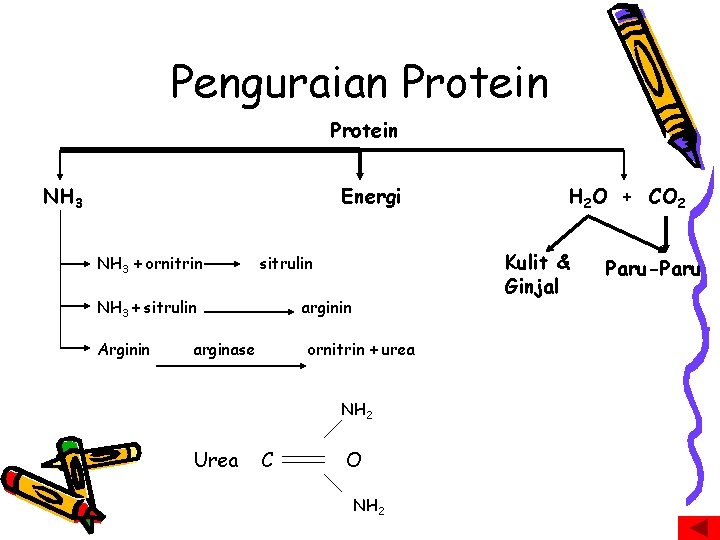 Penguraian Protein NH 3 Energi NH 3 + ornitrin Arginin Kulit & Ginjal sitrulin