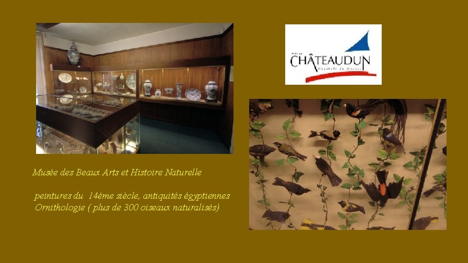 Musée des Beaux Arts et Histoire Naturelle peintures du 14éme siècle, antiquités égyptiennes Ornithologie