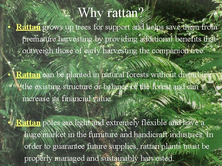 Why rattan? • Rattan grows up trees for support and helps save them from