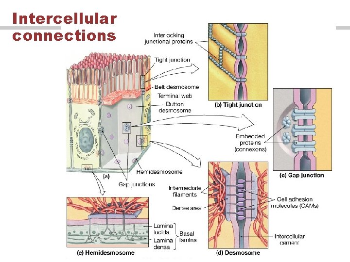 Intercellular connections 