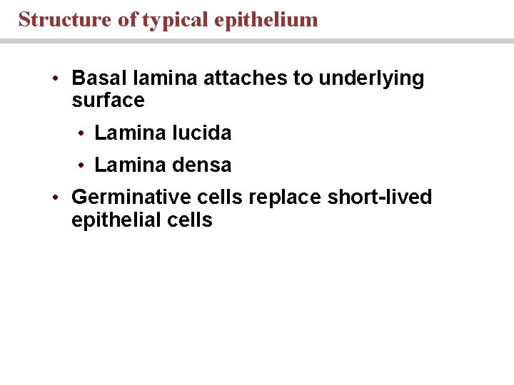 Structure of typical epithelium • Basal lamina attaches to underlying surface • Lamina lucida