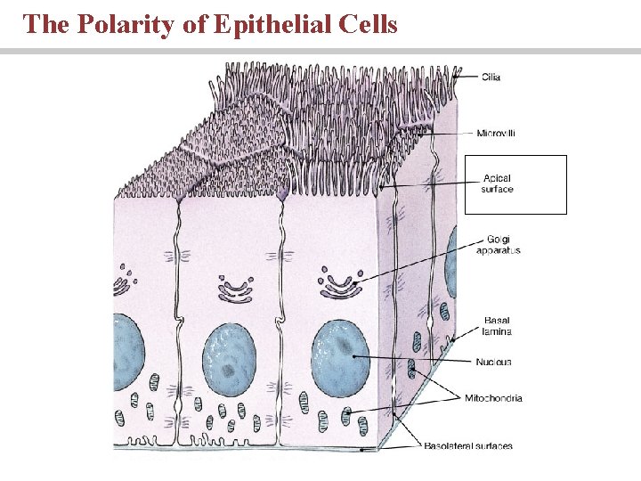 The Polarity of Epithelial Cells 