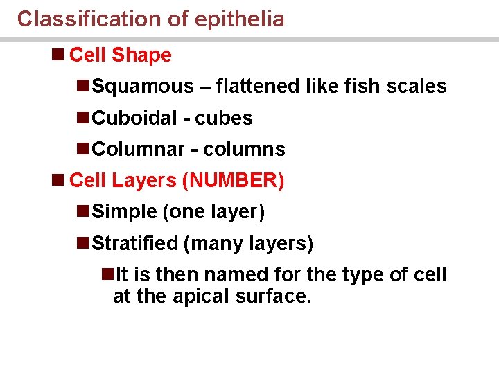 Classification of epithelia n Cell Shape n. Squamous – flattened like fish scales n.