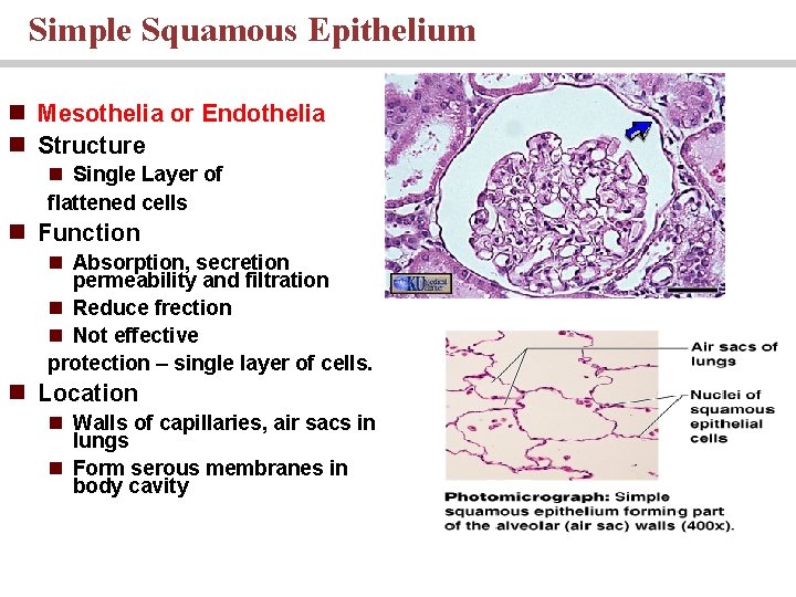 Simple Squamous Epithelium n Mesothelia or Endothelia n Structure n Single Layer of flattened