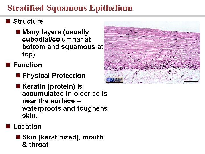 Stratified Squamous Epithelium n Structure n Many layers (usually cubodial/columnar at bottom and squamous