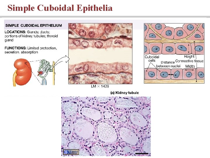 Simple Cuboidal Epithelia 