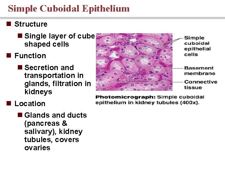 Simple Cuboidal Epithelium n Structure n Single layer of cube shaped cells n Function