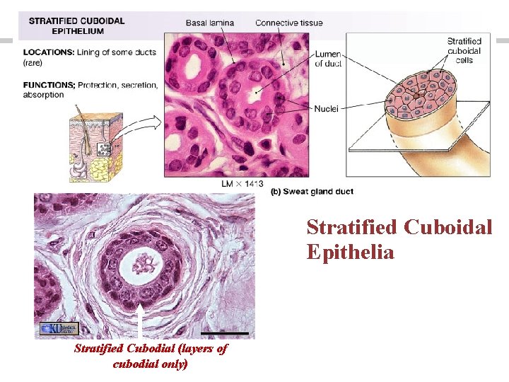 Stratified Cuboidal Epithelia Stratified Cubodial (layers of cubodial only) 