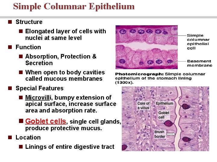 Simple Columnar Epithelium n Structure n Elongated layer of cells with nuclei at same