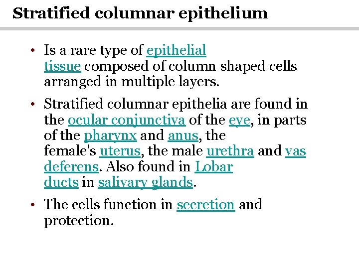 Stratified columnar epithelium • Is a rare type of epithelial tissue composed of column