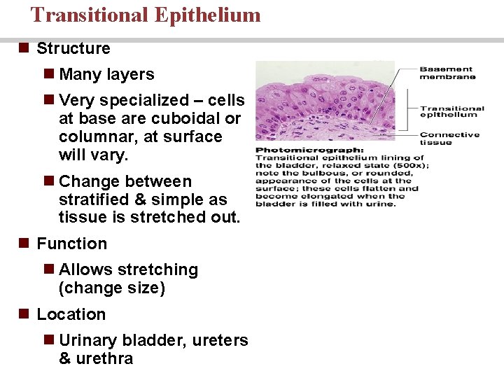 Transitional Epithelium n Structure n Many layers n Very specialized – cells at base