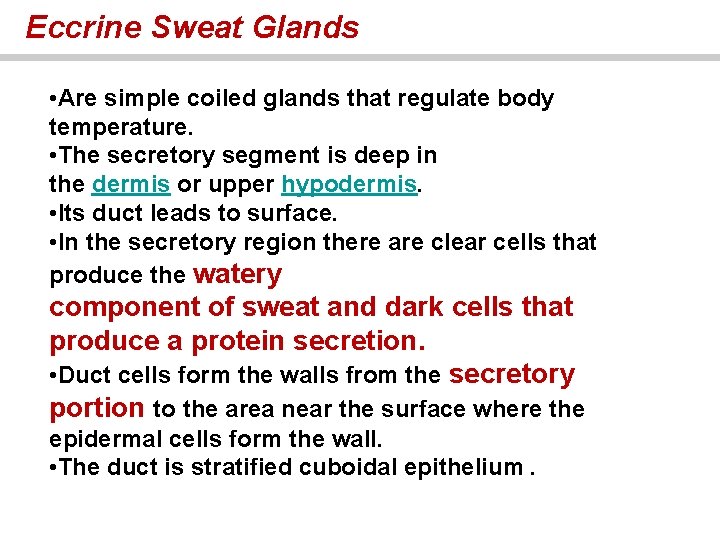 Eccrine Sweat Glands • Are simple coiled glands that regulate body temperature. • The