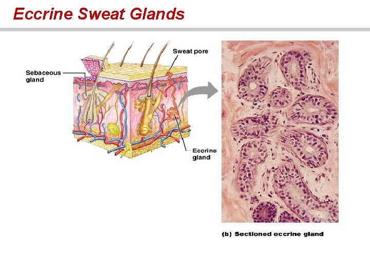 Eccrine Sweat Glands 