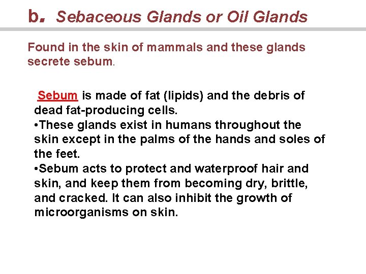 . b Sebaceous Glands or Oil Glands Found in the skin of mammals and