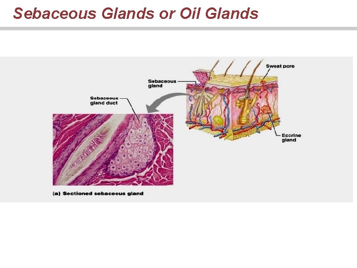 Sebaceous Glands or Oil Glands 