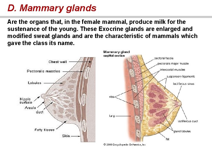 D. Mammary glands Are the organs that, in the female mammal, produce milk for