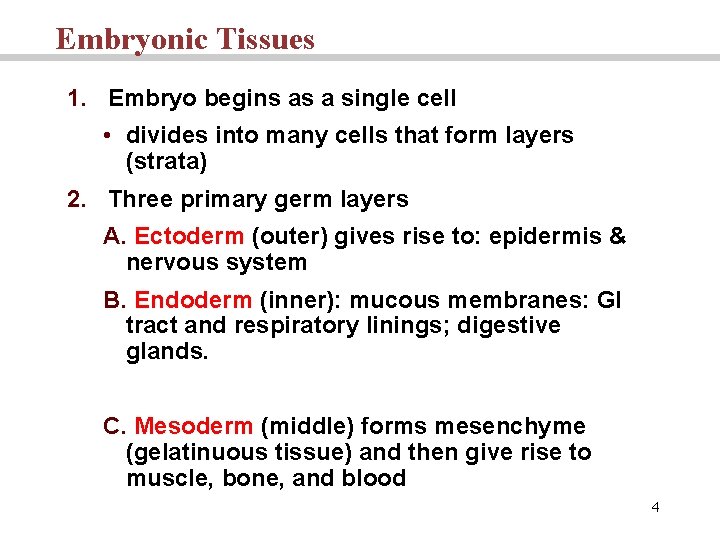 Embryonic Tissues 1. Embryo begins as a single cell • divides into many cells