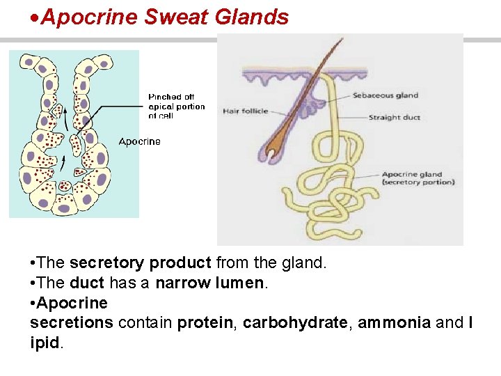  Apocrine Sweat Glands • The secretory product from the gland. • The duct