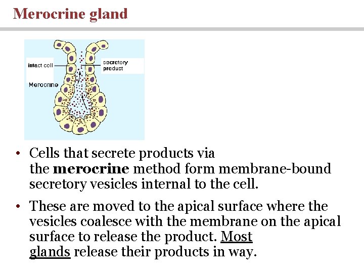 Merocrine gland • Cells that secrete products via the merocrine method form membrane-bound secretory