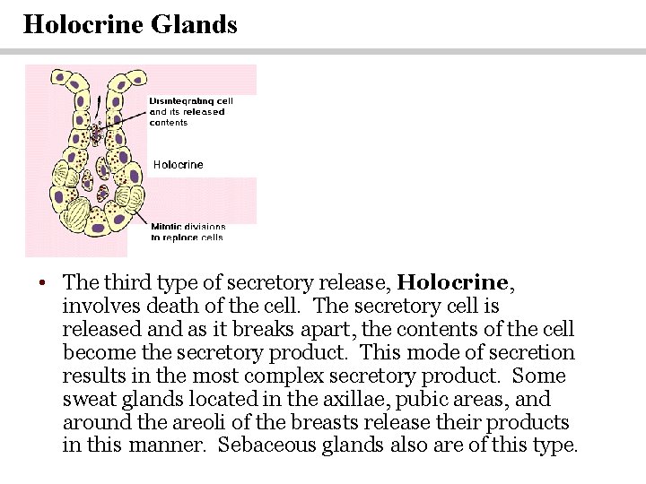 Holocrine Glands • The third type of secretory release, Holocrine, involves death of the