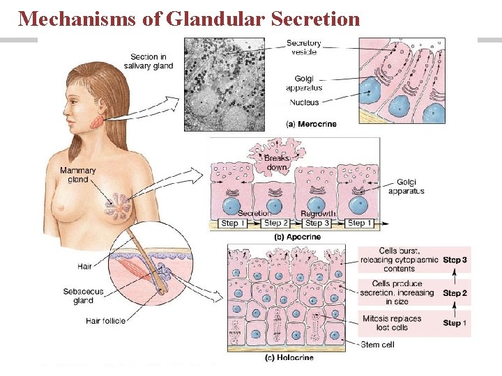 Mechanisms of Glandular Secretion 