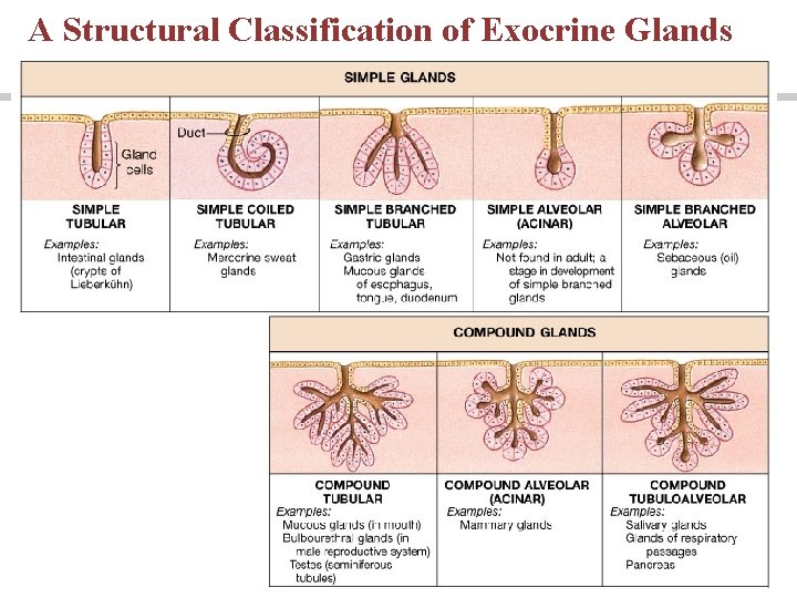 A Structural Classification of Exocrine Glands 