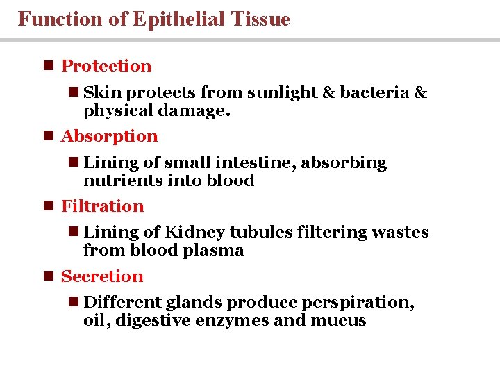 Function of Epithelial Tissue n Protection n Skin protects from sunlight & bacteria &