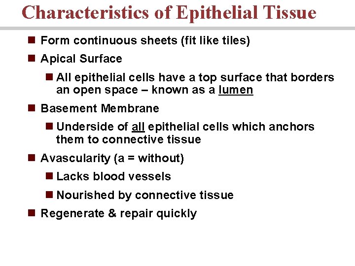 Characteristics of Epithelial Tissue n Form continuous sheets (fit like tiles) n Apical Surface