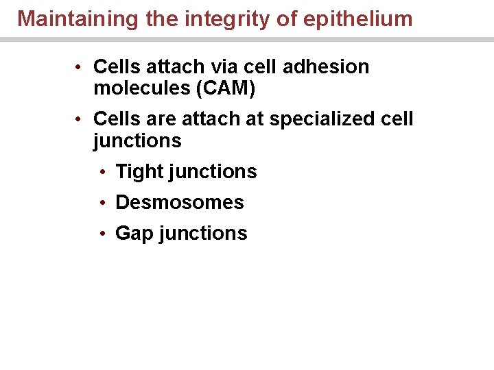 Maintaining the integrity of epithelium • Cells attach via cell adhesion molecules (CAM) •