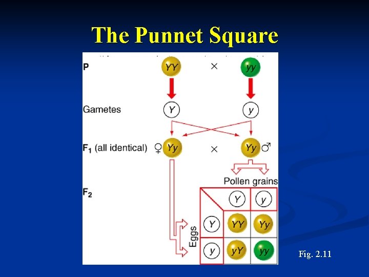 The Punnet Square Fig. 2. 11 