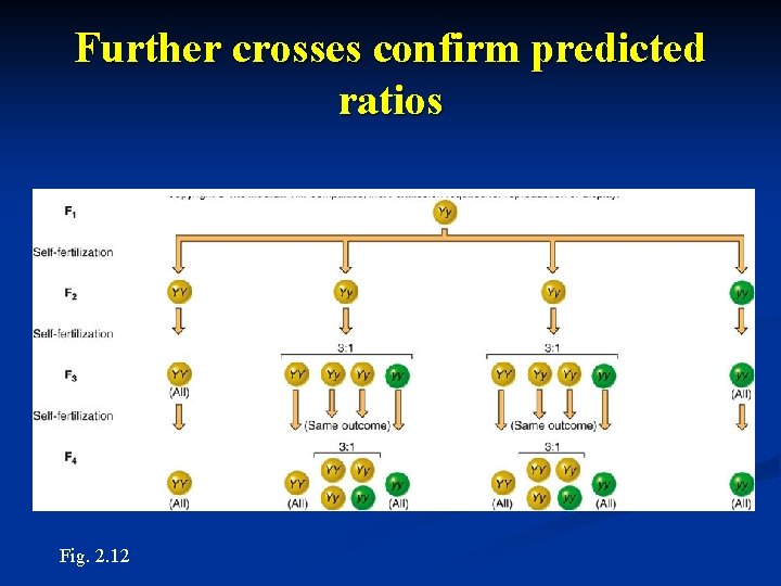 Further crosses confirm predicted ratios Fig. 2. 12 