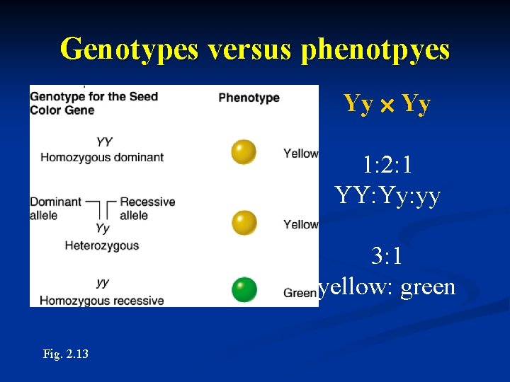 Genotypes versus phenotpyes Yy 1: 2: 1 YY: Yy: yy 3: 1 yellow: green