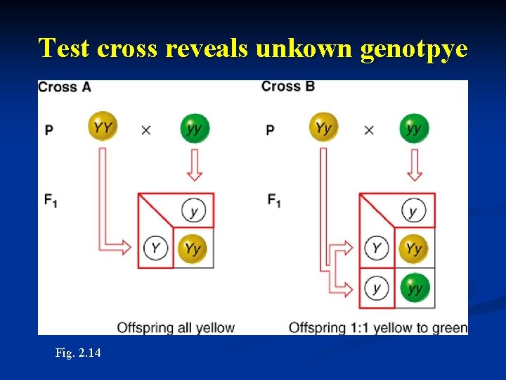 Test cross reveals unkown genotpye Fig. 2. 14 